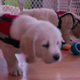 Image for article titled Netflix tries to start shit on National Cat Day by releasing a trailer for a Dogs docu-series